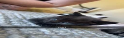 Mixed Breed cats for sale: Beautiful kittens  - Advert 6