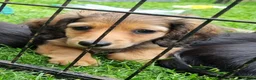 Miniature Dachshund dogs for sale: 🌟KC reg.Miniature LH Dachshund Puppies 🌟  - Advert 15