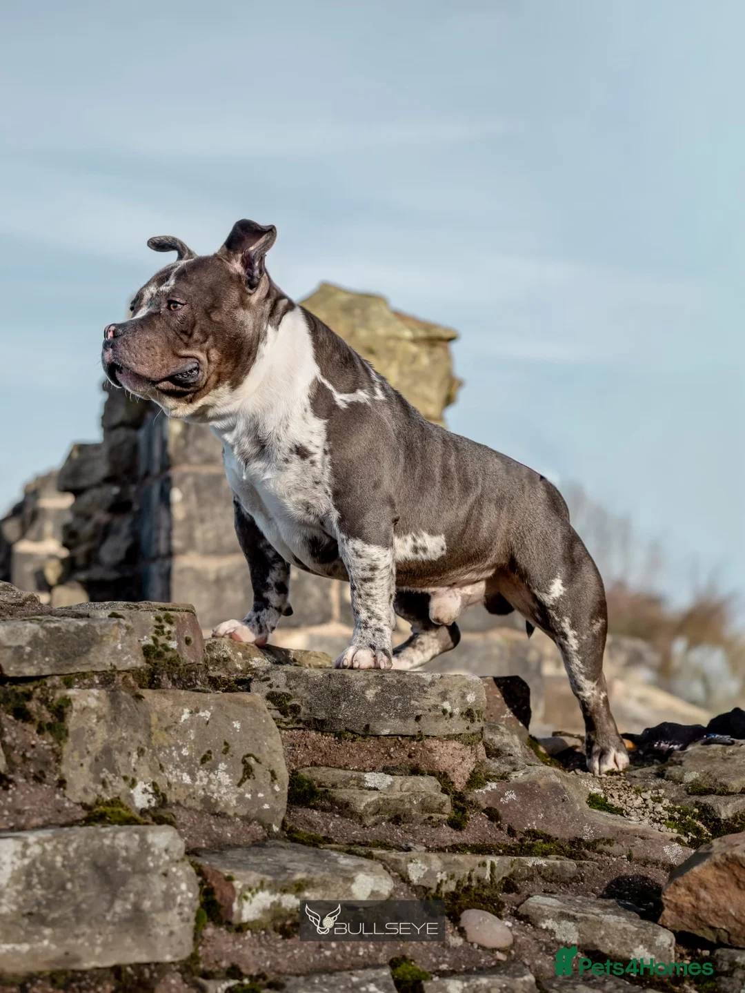 American Bully dogs for stud: ABKC POCKET BULLY STUD - Advert 8