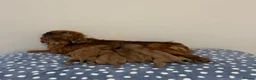 Cavalier King Charles Spaniel dogs for sale: Cavalier King Charles Ruby Puppys - Advert 18