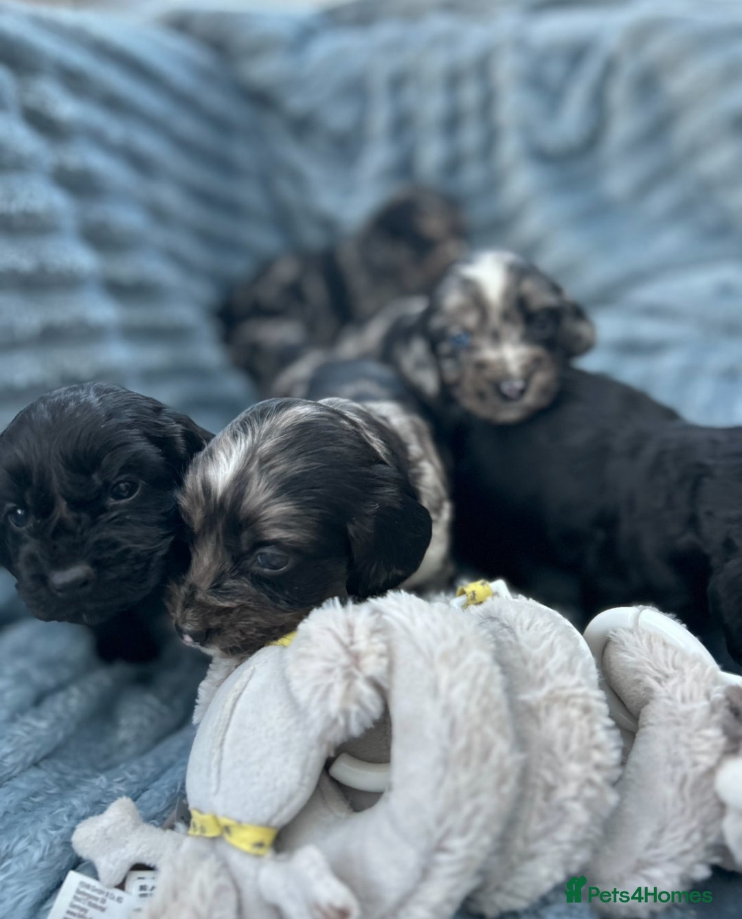 Cocker Spaniel dogs for sale: Stunning and unique puppies, DNA health tested - Advert 3
