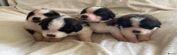 Saint Bernard dogs for sale: KC Registered Saint Bernard Puppies - Advert 7