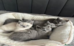 British Shorthair cats for sale: British shorthair kittens - Image 11