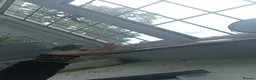 Cockatiels birds for sale: Budgie babies in December  - Advert 2