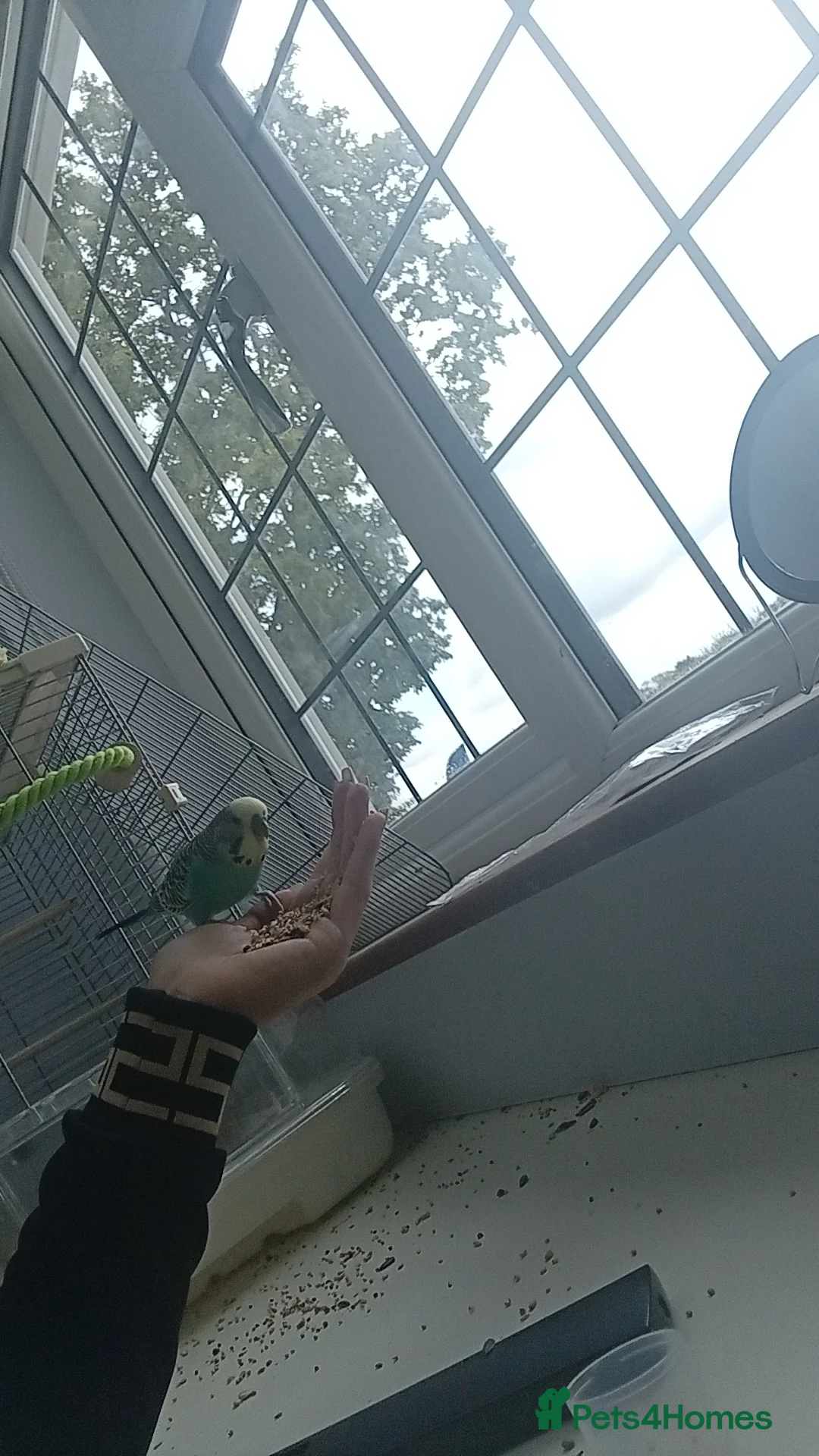 Cockatiels birds for sale: Budgie babies in December  - Advert 2