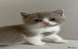 British Shorthair cats for sale: British shorthair/British longhair kittens 🐾  - Image 8