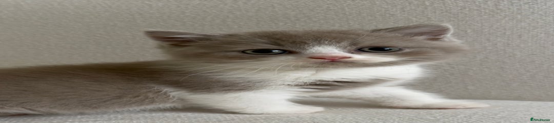 British Shorthair Kitten 3