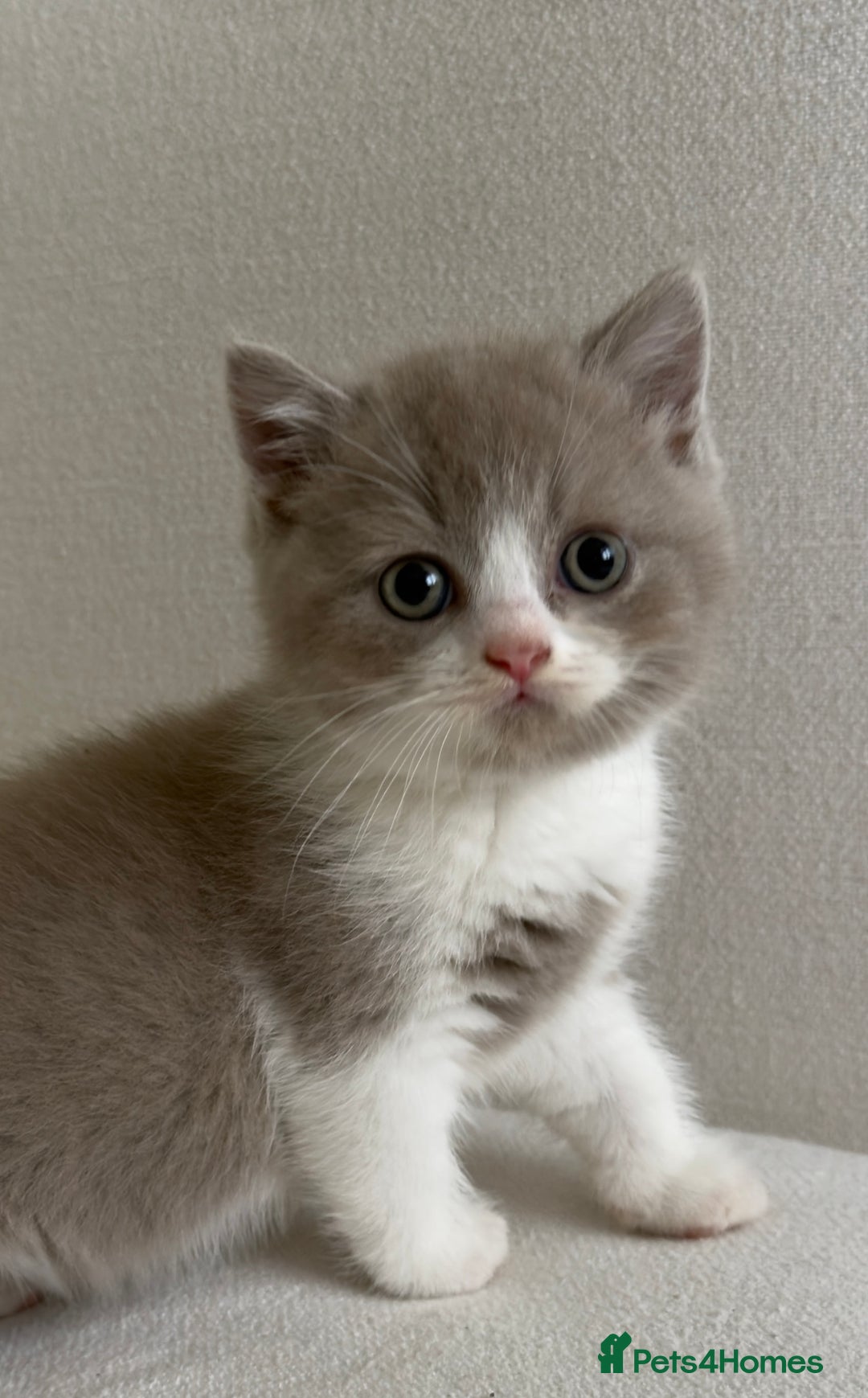 British Shorthair cats for sale: British shorthair/British longhair kittens 🐾  - Image 8