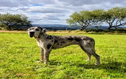 Great Dane dogs for sale: Beautiful Merle Female Great Dane  - Image 1