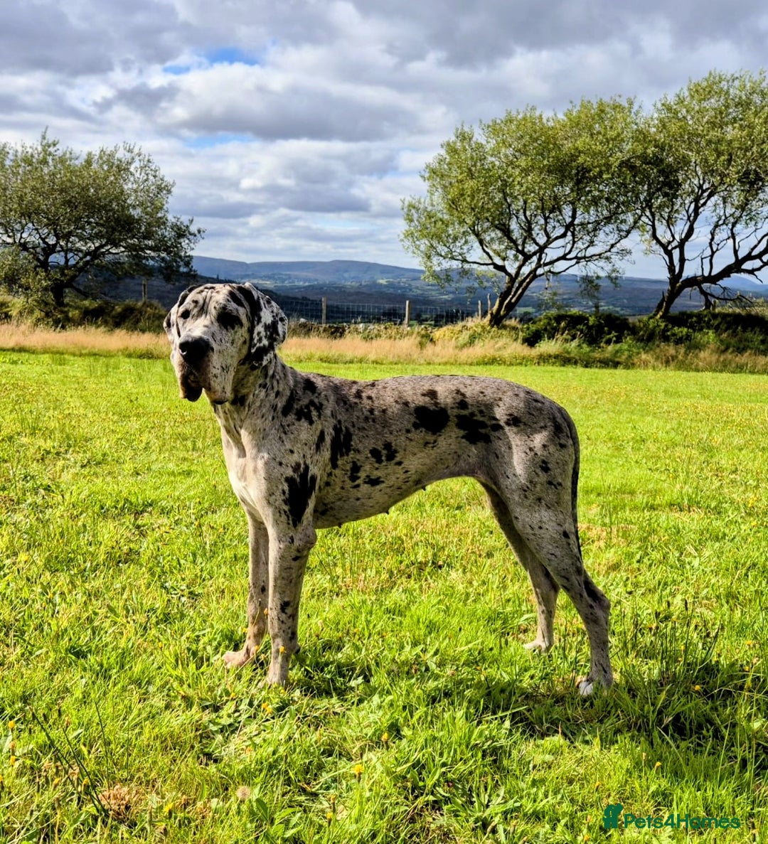 Great Dane dogs for sale: Beautiful Merle Female Great Dane  - Image 1
