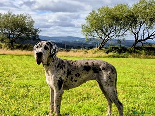 Great Dane dogs Beautiful Merle Female Great Dane - Advert 15
