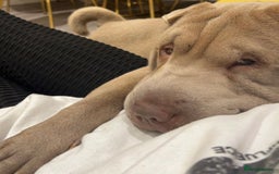 Shar Pei dogs for stud: EXPERIENCED LICAC DILUTE STUD **WELL PROVEN** in Wetherby - Image 8