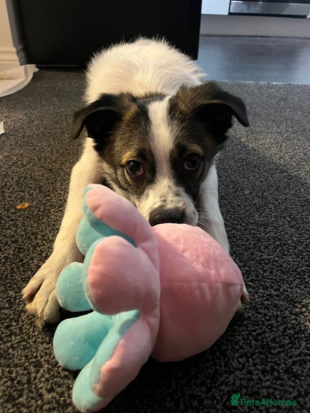 Mixed Breed dogs for adoption: Silver  - Advert 4