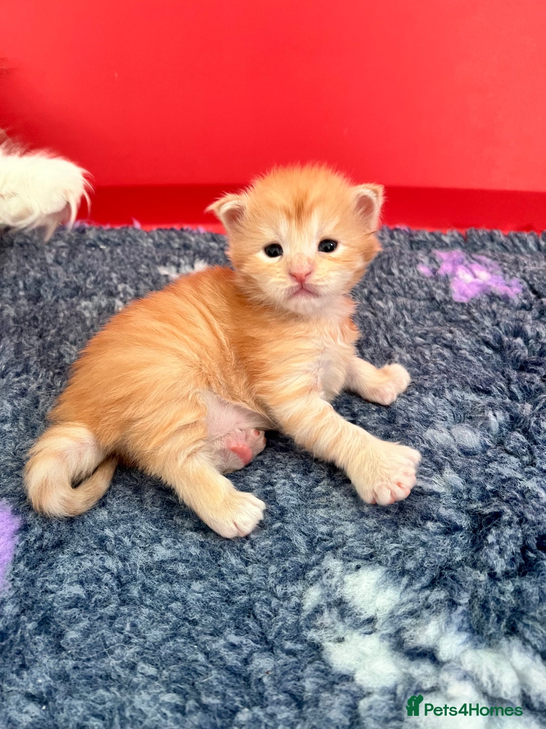 Maine Coon cats for sale: Polydactyl Maine Coon Kittens! - Advert 21
