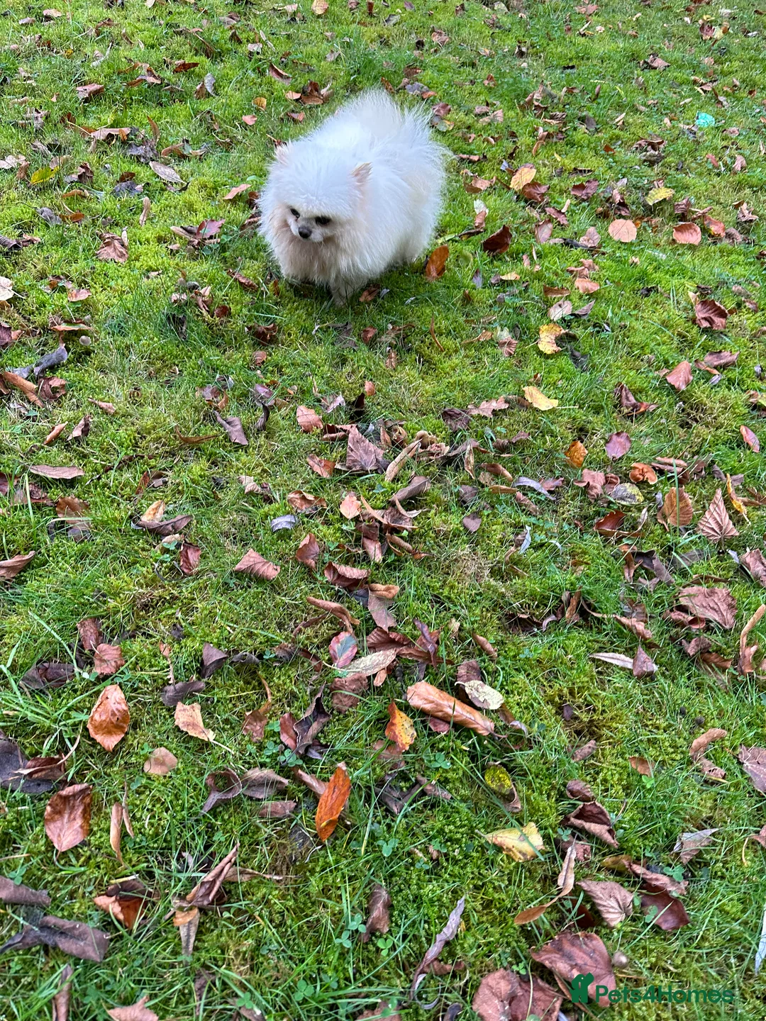 Pomeranian dogs for stud: Kc pure white 1.2 kg Pomeranian stud in Reigate - Advert 12