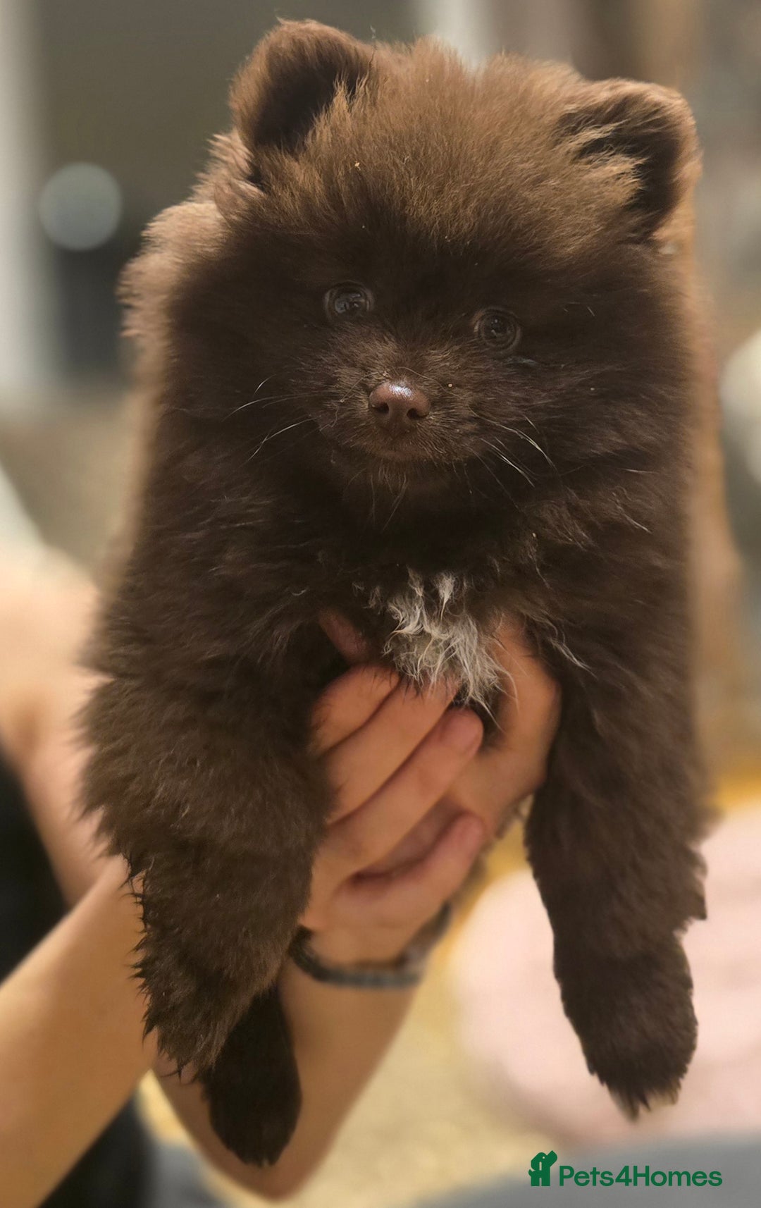 Pomeranian dogs for sale: Stunningly beautiful Pomeranian babies - Advert 21