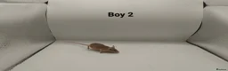 Mouse rodents for sale: 🐁July Mice Are Here!🐁 - Advert 3
