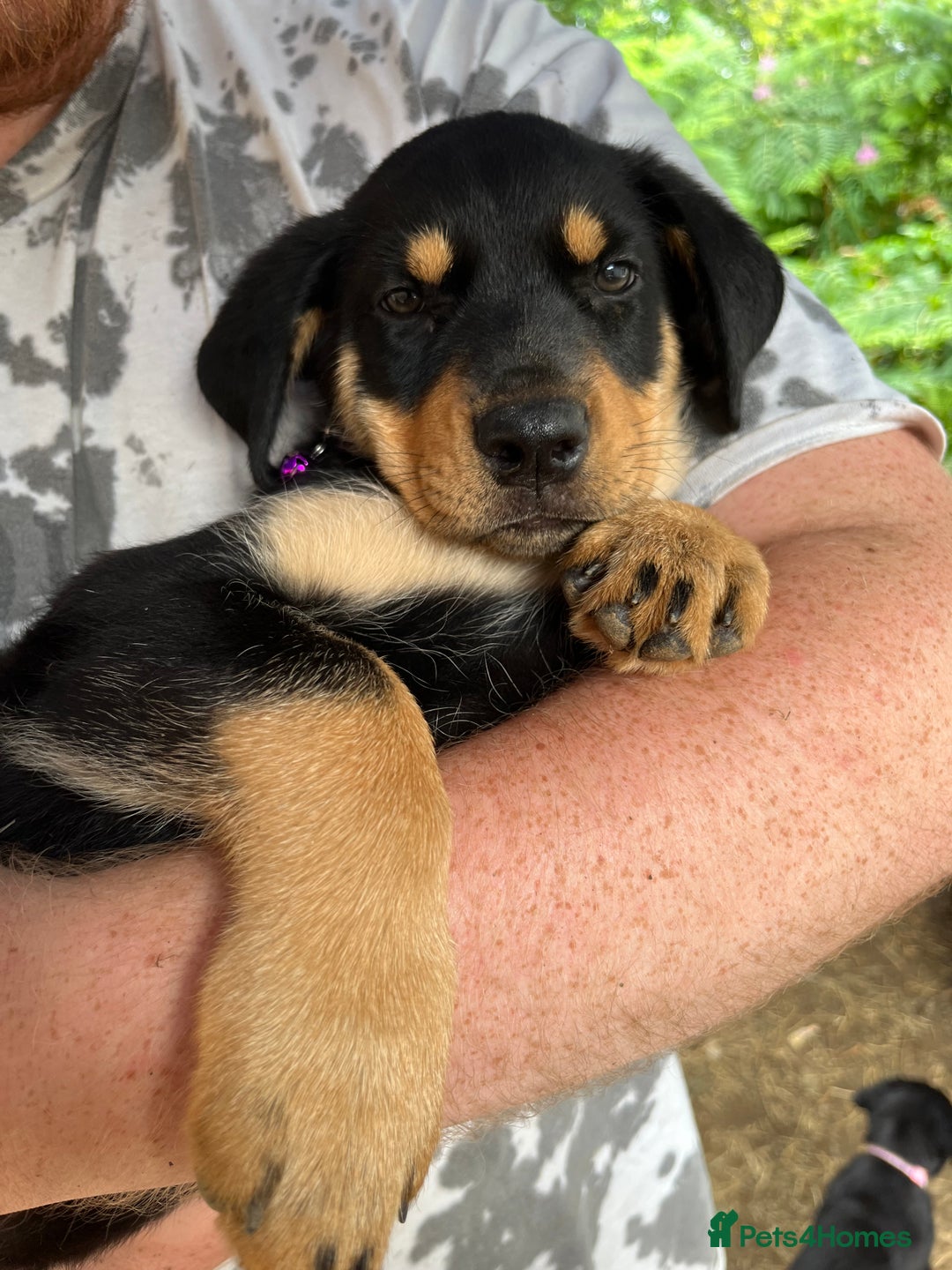 Rottweiler dogs for sale: Healthy Rottweiler puppies ready now  - Image 26