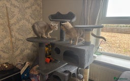 British Shorthair cats for sale: Ready to go BS kittens  - Image 35