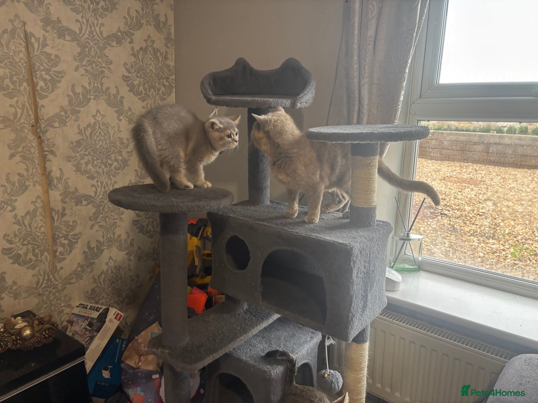 British Shorthair cats for sale: Ready to go BS kittens  - Image 35
