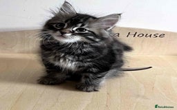 Siberian cats for sale: Beautiful purebred Siberian kittens-Hypoallergenic - Image 7