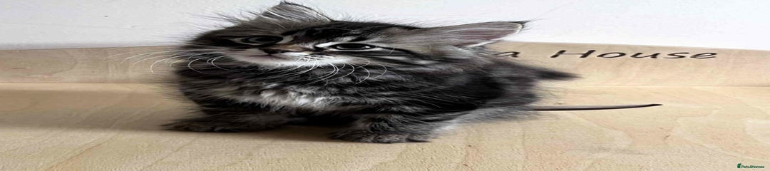Panoramix