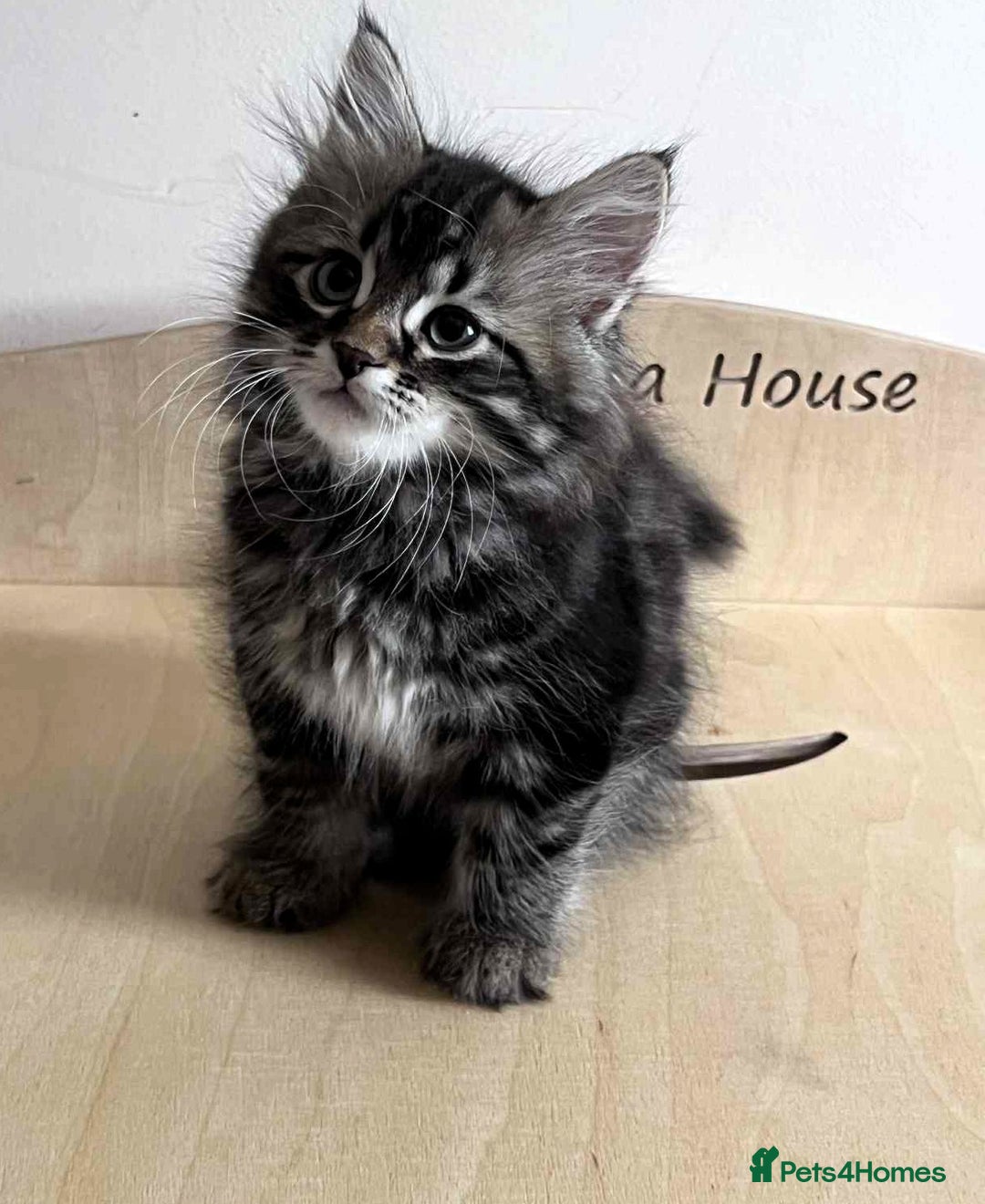 Siberian cats for sale: Beautiful purebred Siberian kittens-Hypoallergenic - Image 7