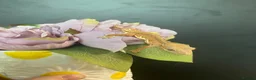 Gecko reptiles for sale: Crested Gecko Babies - Advert 6