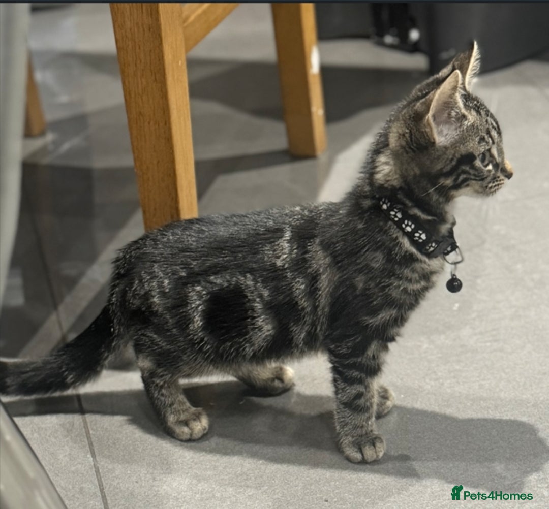 Mixed Breed cats for sale: PEDIGREE BENGAL PEDIGREE TABBY MIXED BOY - Advert 2
