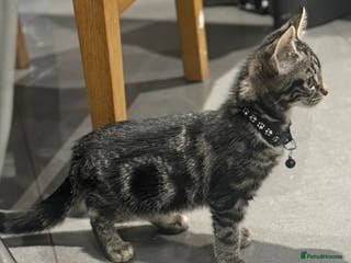 Mixed Breed cats PEDIGREE BENGAL PEDIGREE TABBY MIXED BOY - Advert 2