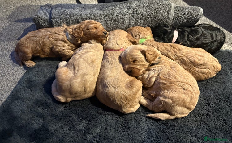 Cavapoo dogs - Advert 15