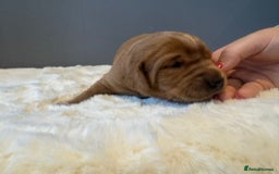 Labrador Retriever dogs for sale: KC REGISTERED FOX RED LABRADOR PUPPY  - Image 11