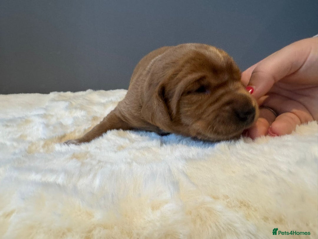 Labrador Retriever dogs for sale: KC REGISTERED FOX RED LABRADOR PUPPY  - Image 11