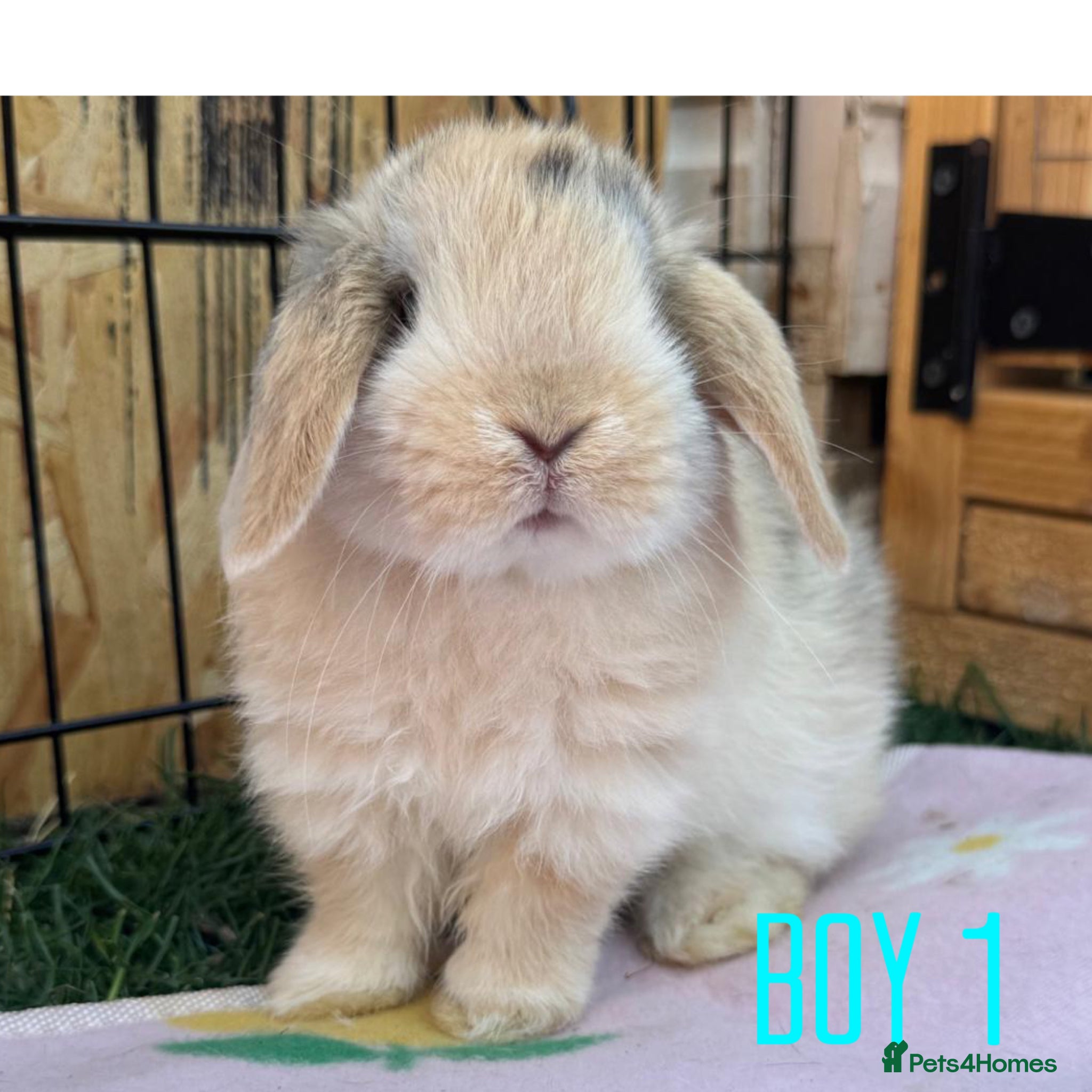Mini Lop rabbits Beautiful mini lop babies - Advert 1
