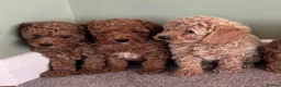 Cavapoo dogs for sale: Fully health checked cavapoo puppies - Advert 3
