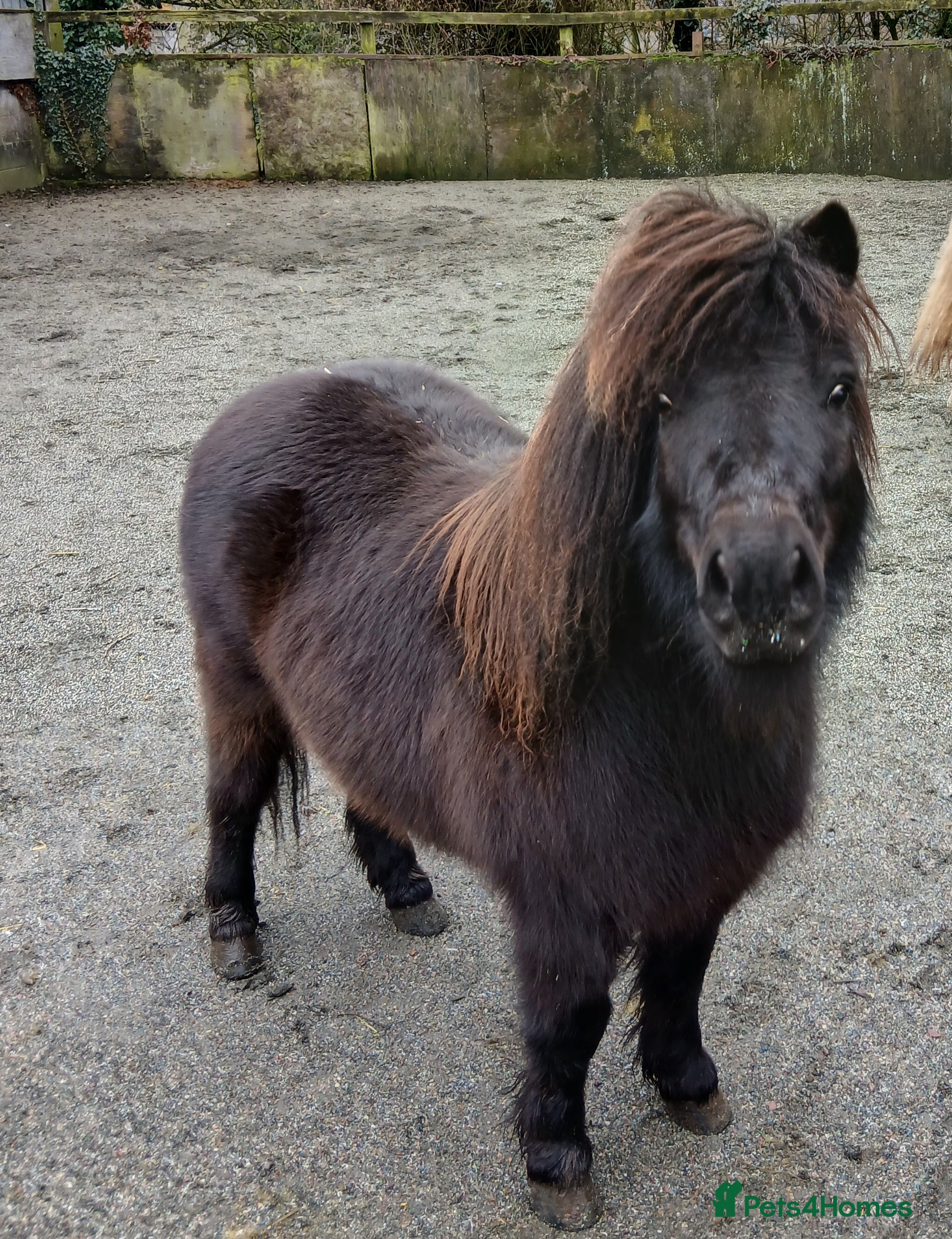 Shetland pony horses Registered Shetland gelding  - Advert 1