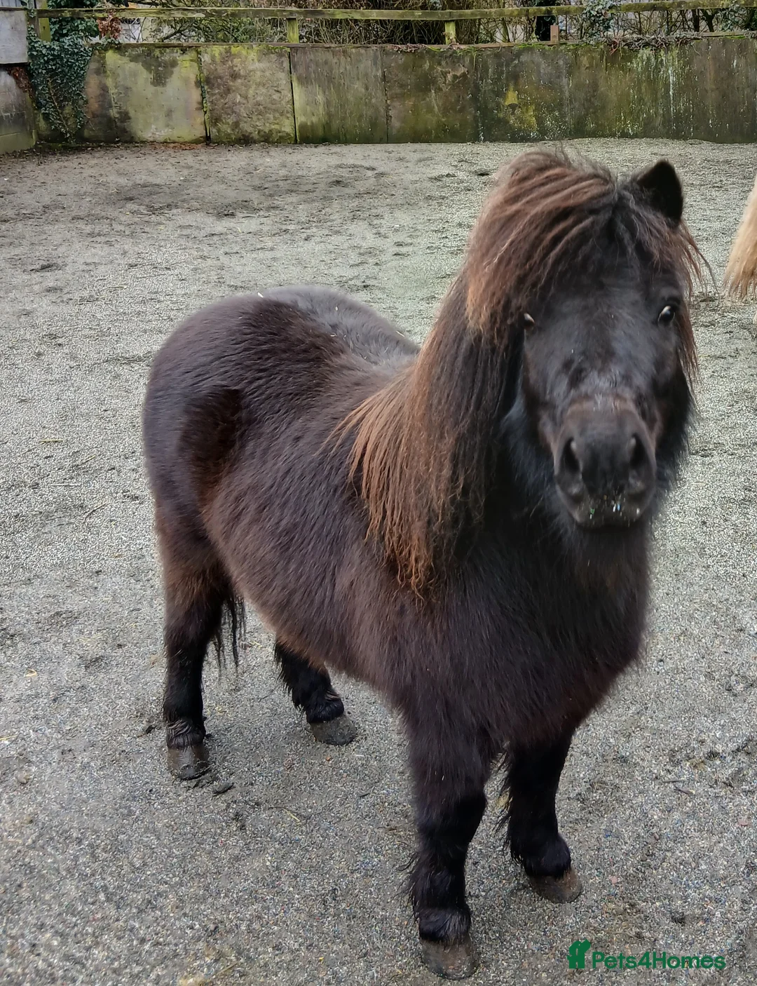 Shetland pony horses for sale: Registered Shetland gelding  - Advert 1