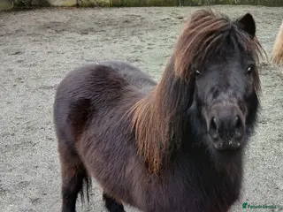 Shetland pony horses Registered Shetland gelding - Advert 1