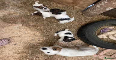 Jack Russell dogs - Advert 5