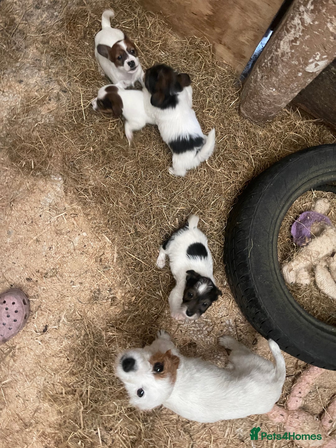 Jack Russell dogs for sale: Jack russel puppies - Image 11