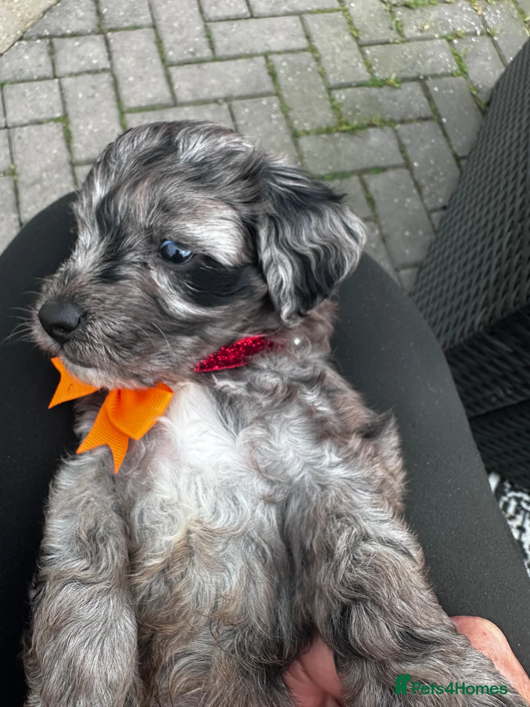 Mixed Breed dogs for sale: Stunning Sproodle puppies  in Preston - Advert 37