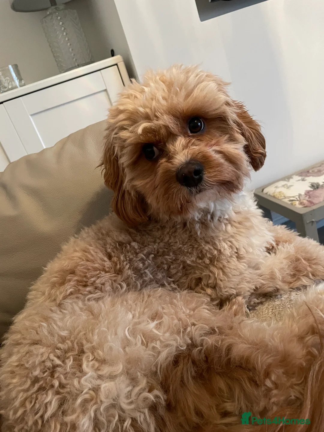 Cavapoo dogs for stud: Proven Toy Cavapoo Stud Extensively Health Checked in Preston - Advert 15