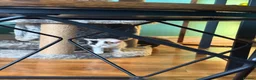 Persian cats for sale: Stunning persian kittens - Advert 3