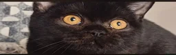Scottish Fold cats for sale: Pretty Scottish Straight kittens  - Advert 4