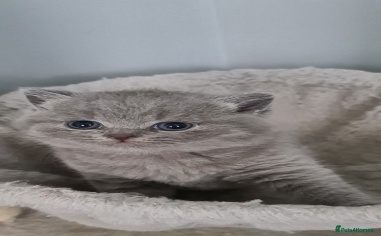 British Shorthair cats - Advert 1