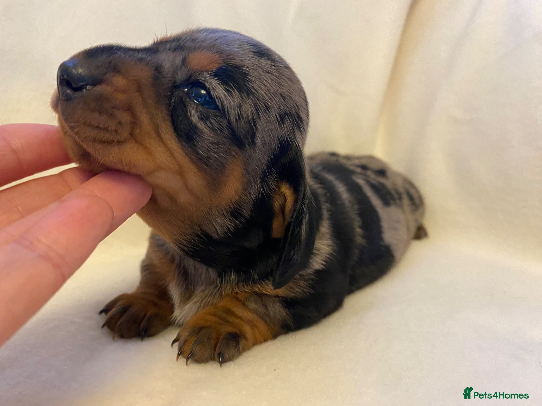 Miniature Dachshund dogs ROYAL KENNEL CLUB REGISTERED  - Advert 18