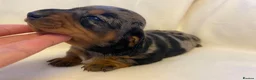 Miniature Dachshund dogs for sale: 🐶 READY TODAY 🐶 £1,800 - Advert 9