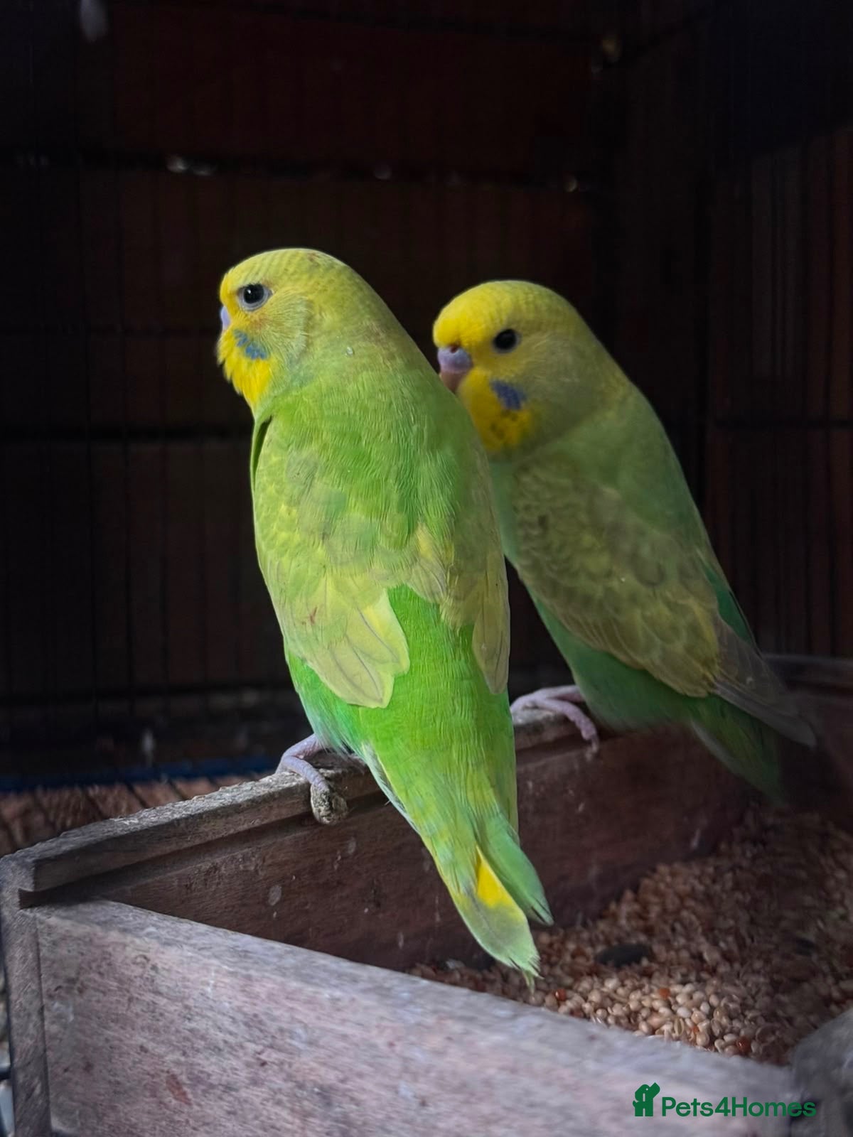 Budgerigars birds Budgies for sale  - Advert 5
