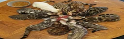 Bengal cats for sale: Stunning Bengal Kittens  - Advert 6