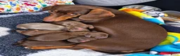 Miniature Dachshund dogs for sale: Minature Dashound Pupps  in Oldbury - Advert 6